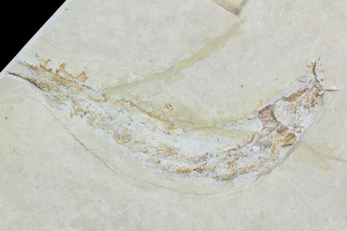 Bargain, Jurassic Fossil Fish - Solnhofen Limestone #101584
